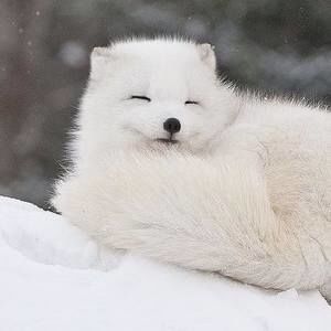 Meet your Posher, Levi